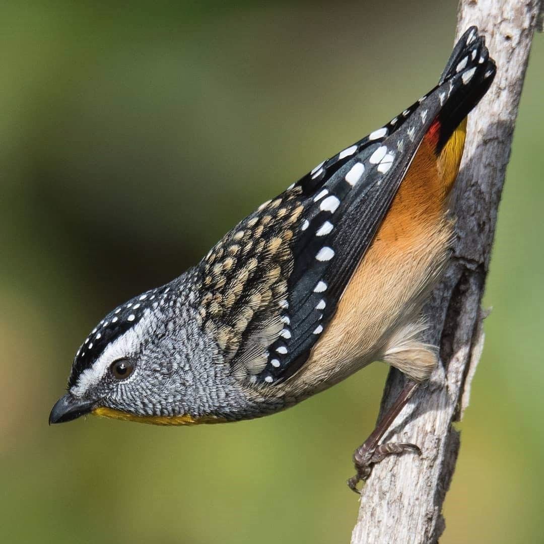 The Best Birdwatching Spots in Australia